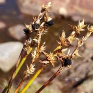 Imagem de Anthracoidea karii (Liro) Nannf. 1977