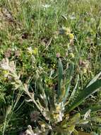 Image of Cynoglossum clandestinum Desf.