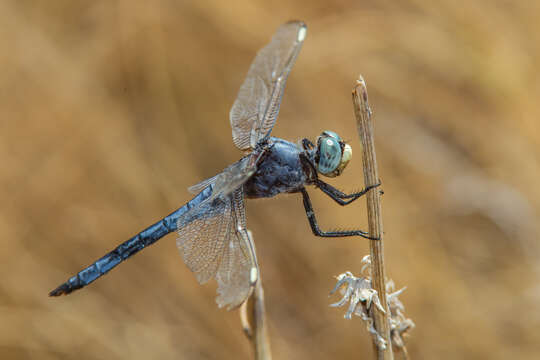 Image of Comanche Skimmer