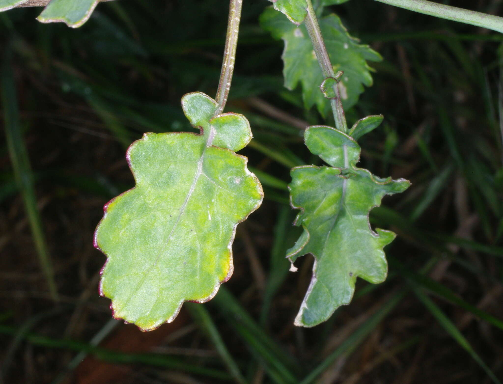 Image of Mediterranean cabbage