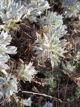 Imagem de Astragalus arnacantha M. Bieb.