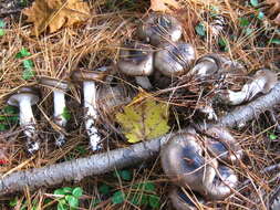 Слика од Hygrophorus fuligineus Frost 1884