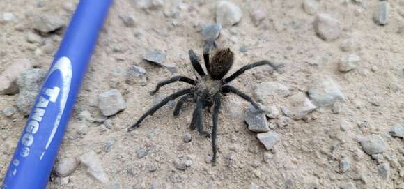 Image of Paloma Dwarf Tarantula