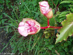 صورة Begonia bracteosa A. DC.