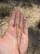 Image of Restio capensis (L.) H. P. Linder & C. R. Hardy