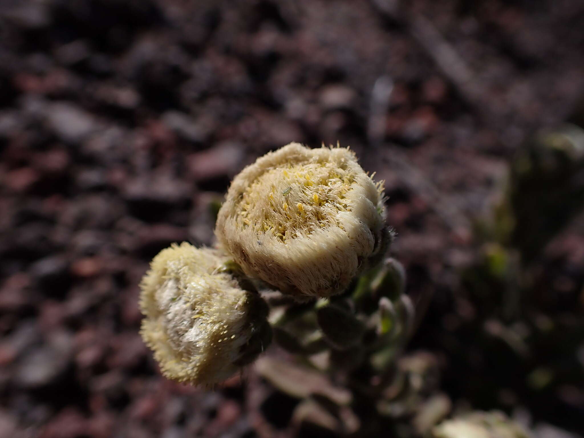 Image of Psiadia argentea (Lam.) Cordem.