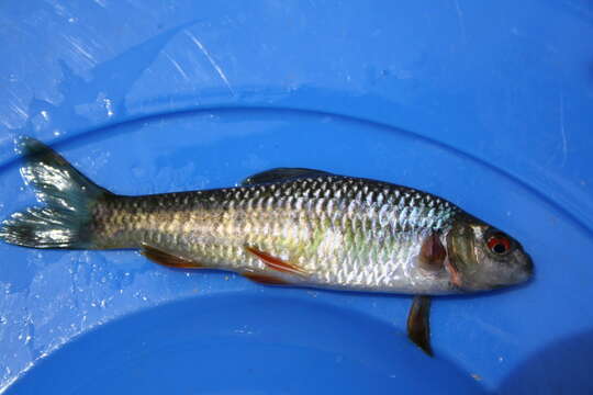 Image of Rainbow gudgeon