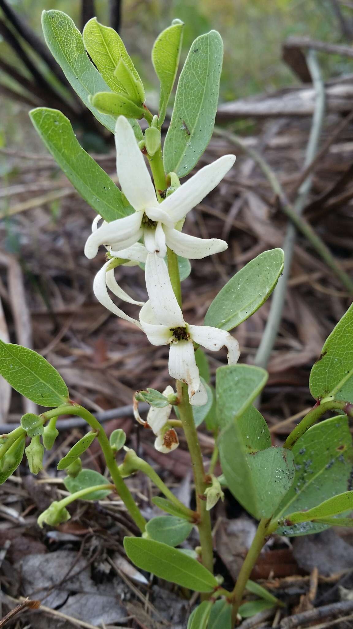 Image of Royal False Pawpaw