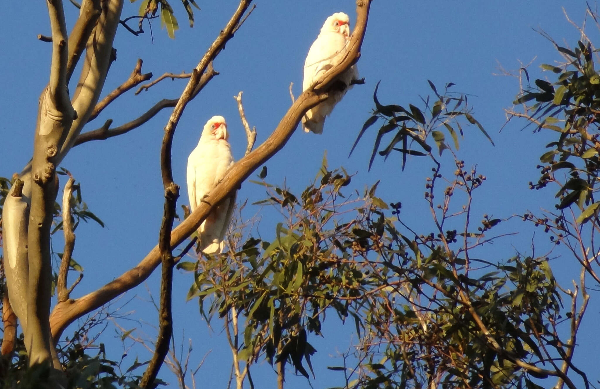 Cacatua tenuirostris (Kuhl 1820) resmi