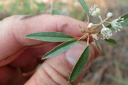 Слика од Croton argyranthemus Michx.