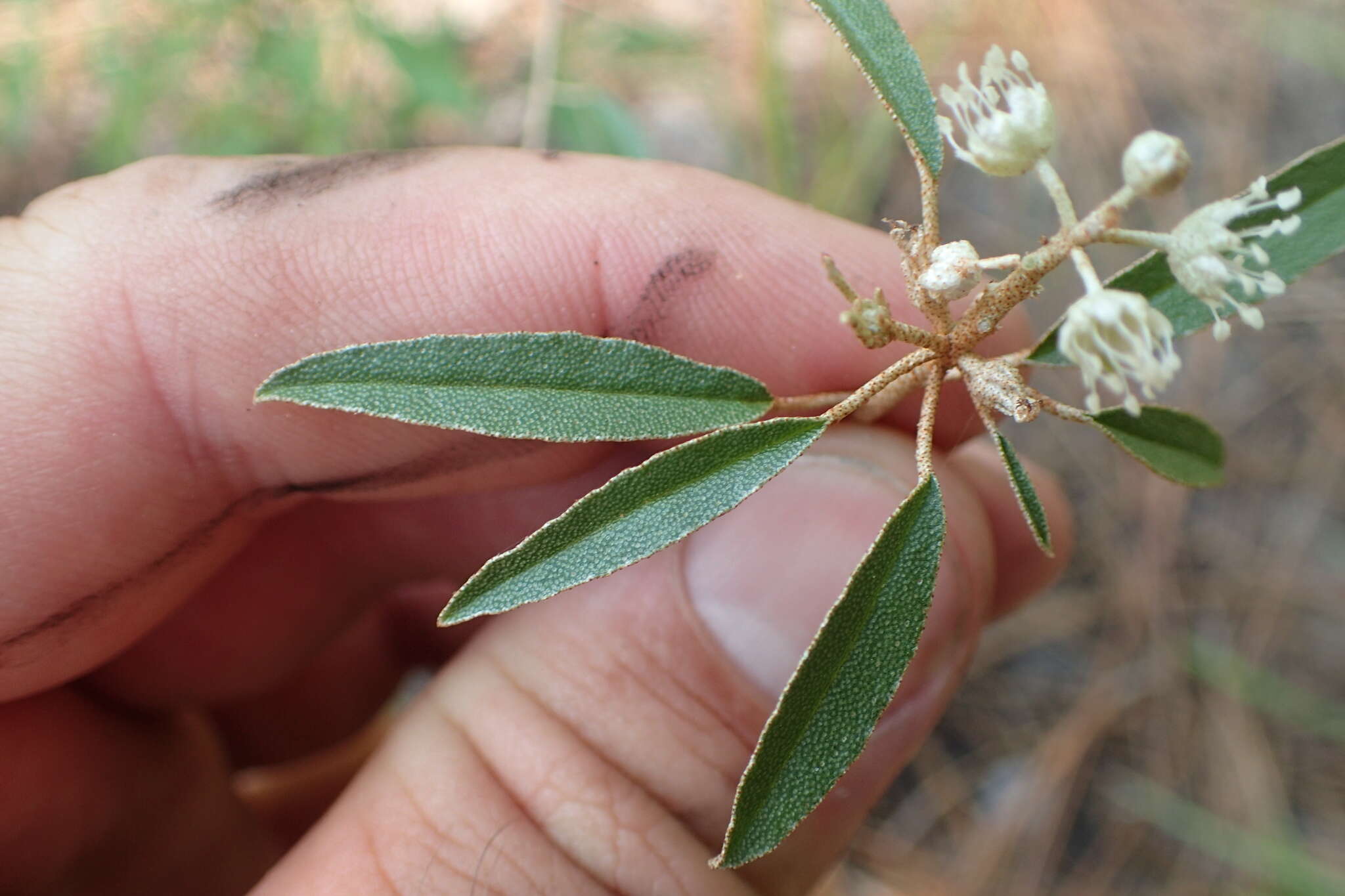 Слика од Croton argyranthemus Michx.