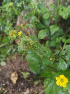 Image of Geum japonicum var. chinense F. Bolle