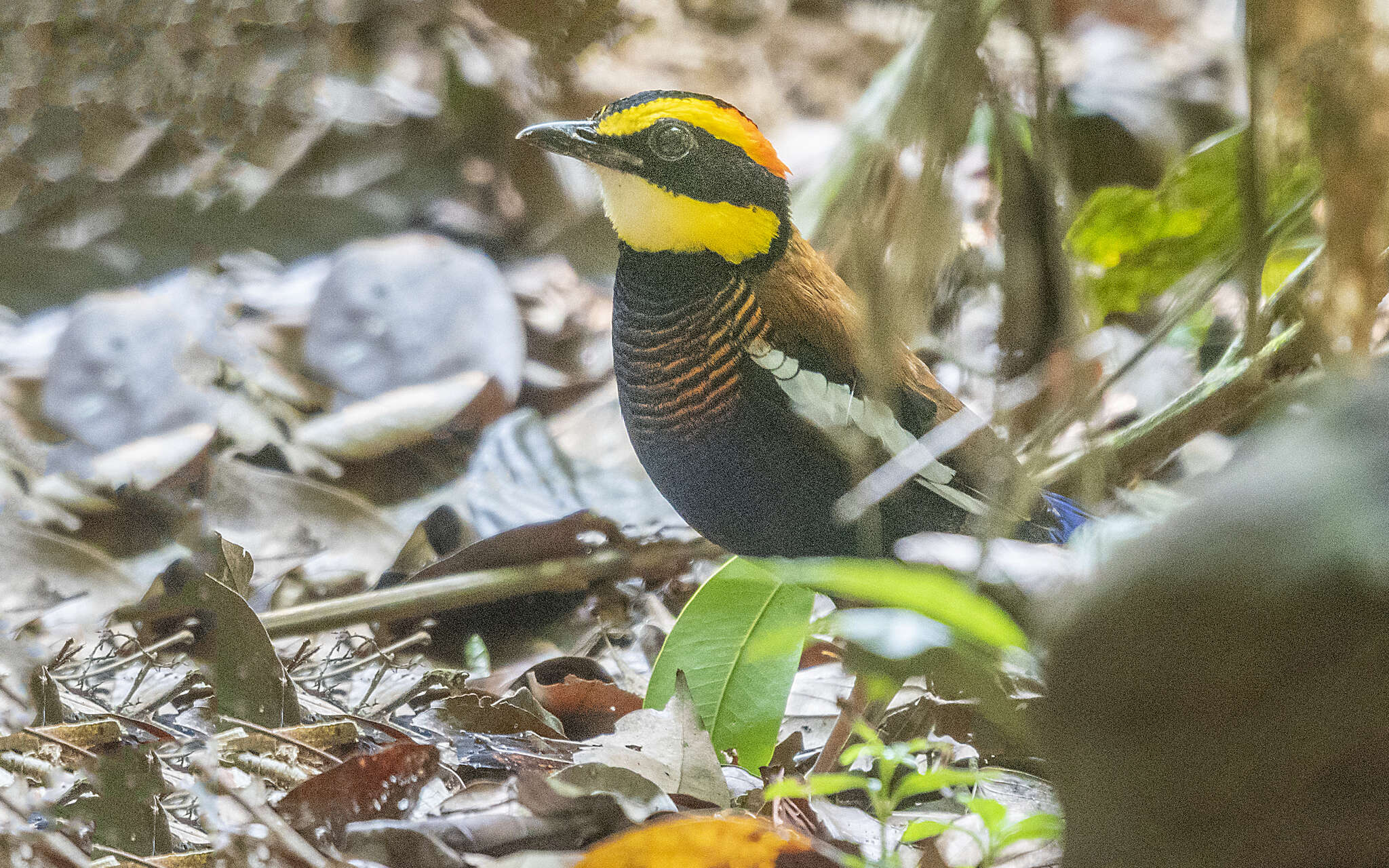 Image of Malayan Banded Pitta