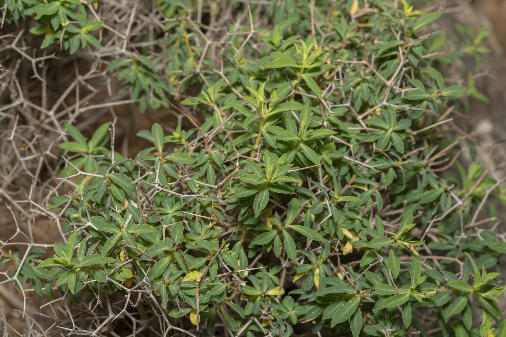 Euphorbia acanthothamnos Heldr. & Sart. ex Boiss.的圖片