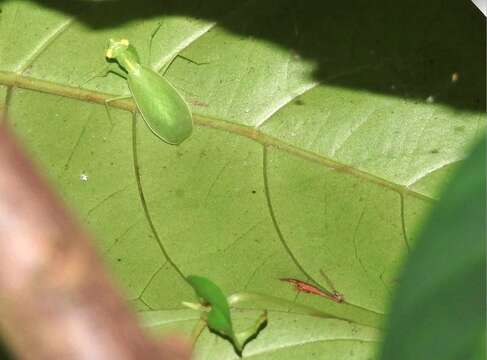 صورة Tropidomantis (Tropidomantis) gressitti Tinkham 1937