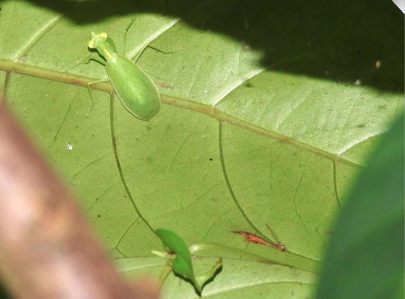 Image of Tropidomantis (Tropidomantis) gressitti Tinkham 1937