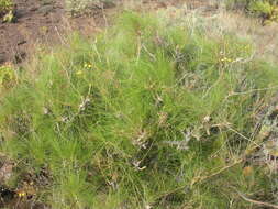 Image of Sonchus capillaris Svent.