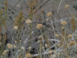 Imagem de Malesherbia fasciculata D. Don