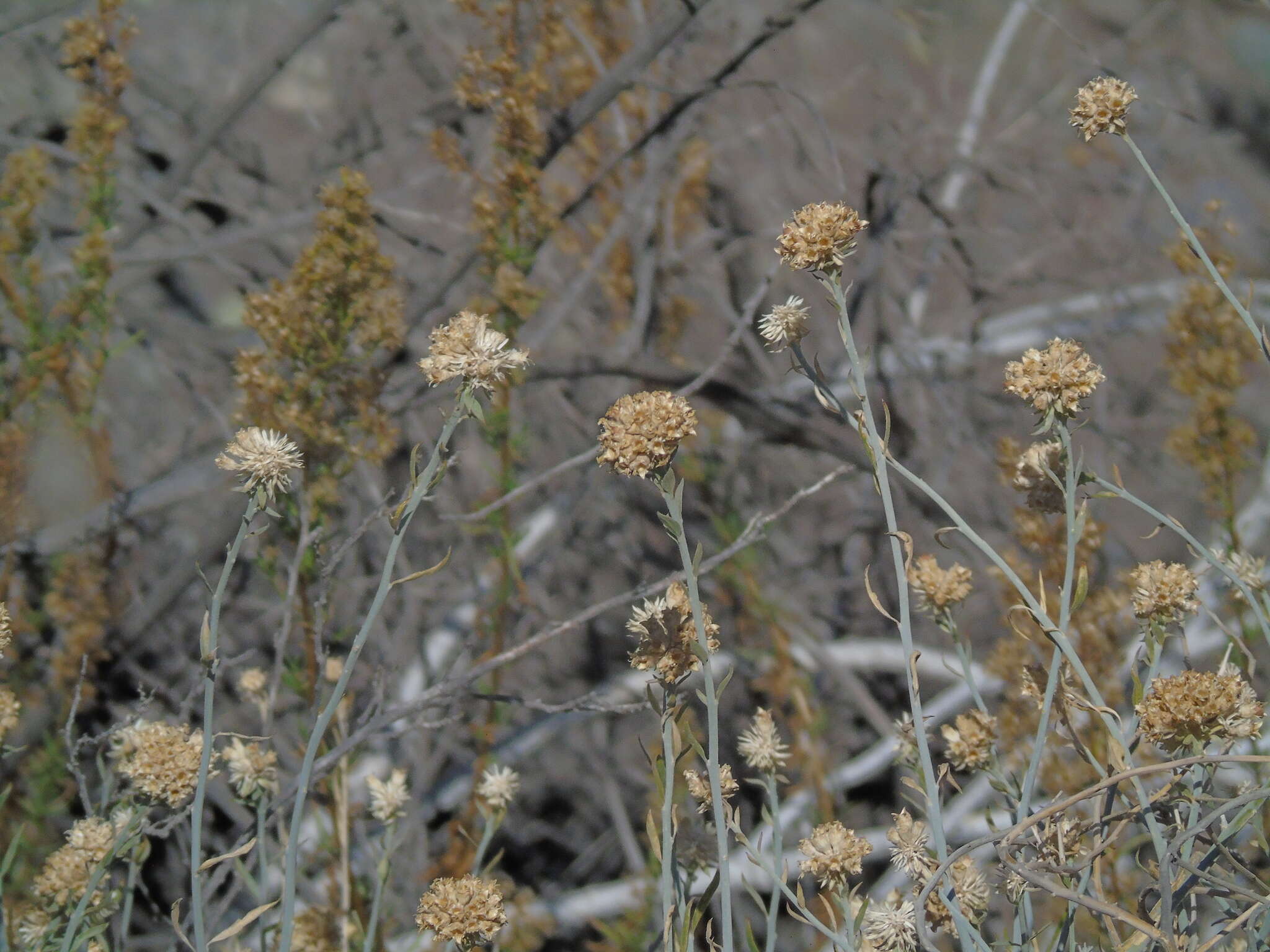 Sivun Malesherbia fasciculata D. Don kuva