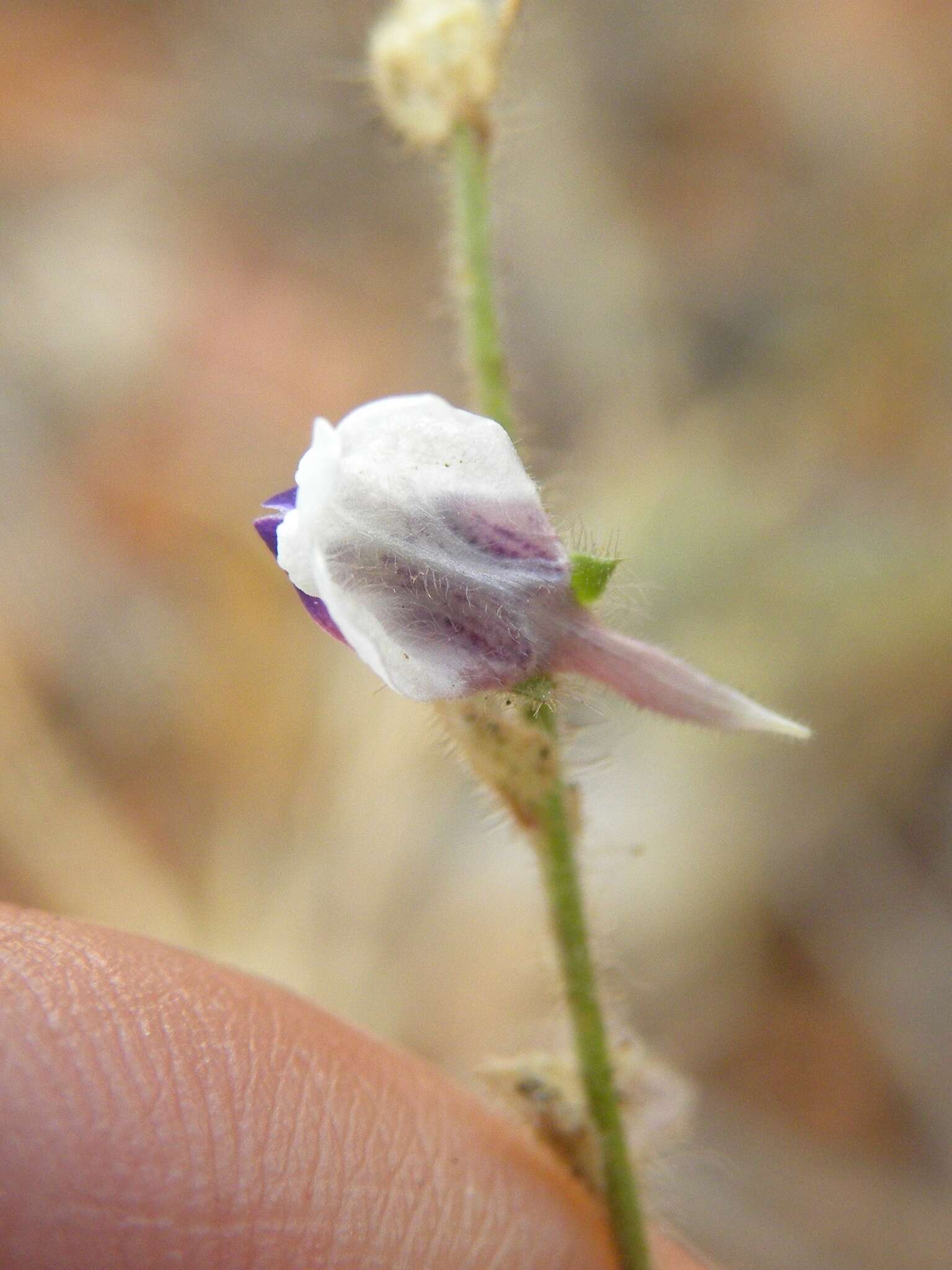 Image of Kickxia lanigera (Desf.) Hand.-Mazz.