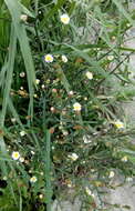 Image of Seaside American-Aster