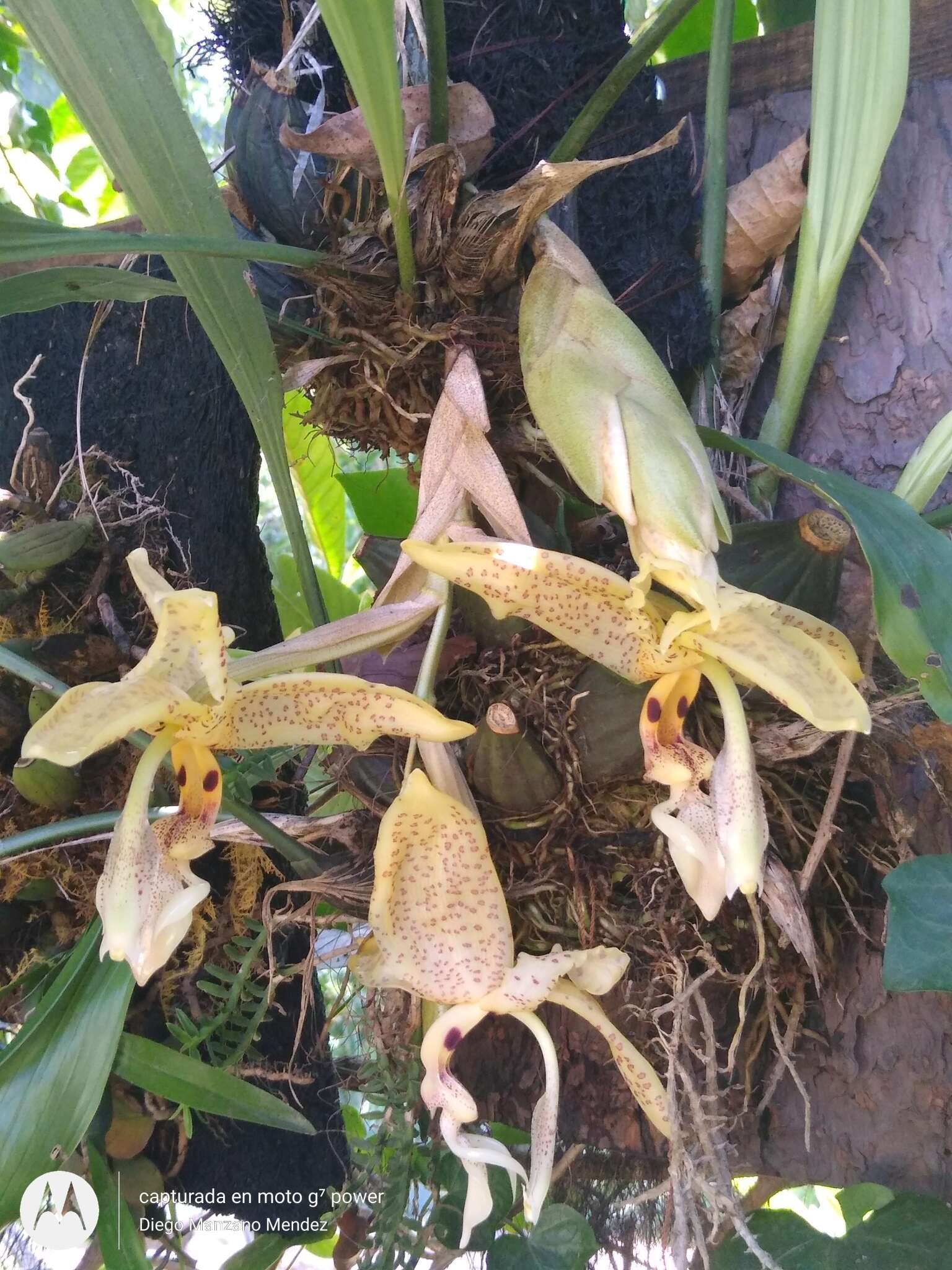 Image of Stanhopea oculata (Lodd.) Lindl.