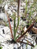 Image of Aristea madagascariensis Baker