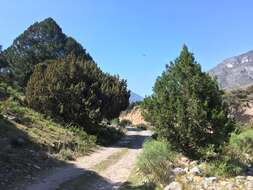 Juniperus coahuilensis (Martínez) Gaussen ex R. P. Adams resmi