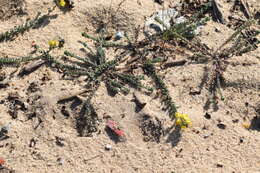 Plancia ëd Linaria polygalifolia Hoffmgg. & Link