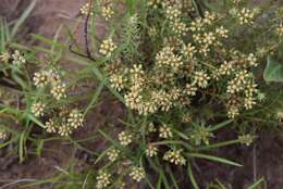 Image of Helichrysum asperum (Thunb.) Hilliard & Burtt