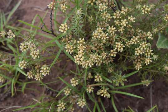 Image of Helichrysum asperum (Thunb.) Hilliard & Burtt