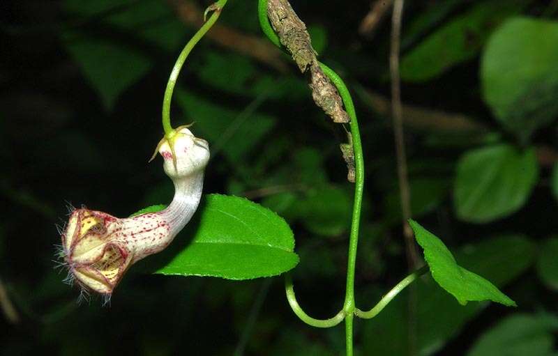 Sivun Ceropegia carnosa E. Mey. kuva