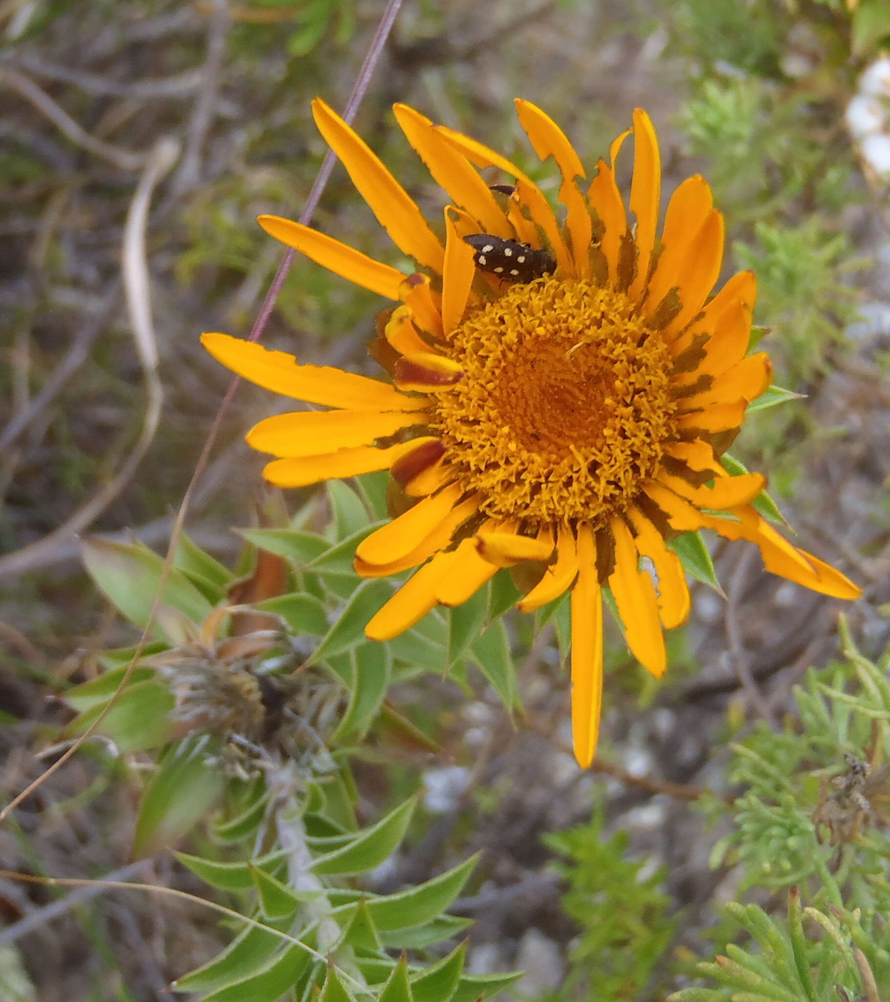 Plancia ëd Oedera speciosa (DC.) N. G. Bergh