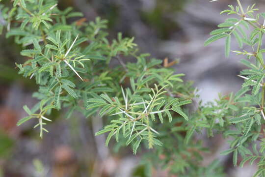 Image of pineland acacia