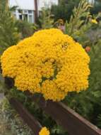 Imagem de Achillea filipendulina Lam.