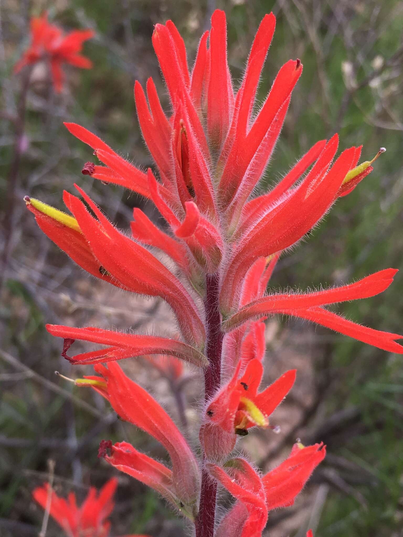 Image of longleaf Indian paintbrush