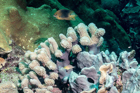 Image of Branched Finger Coral