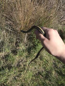 Image of Aquatic Gartersnake