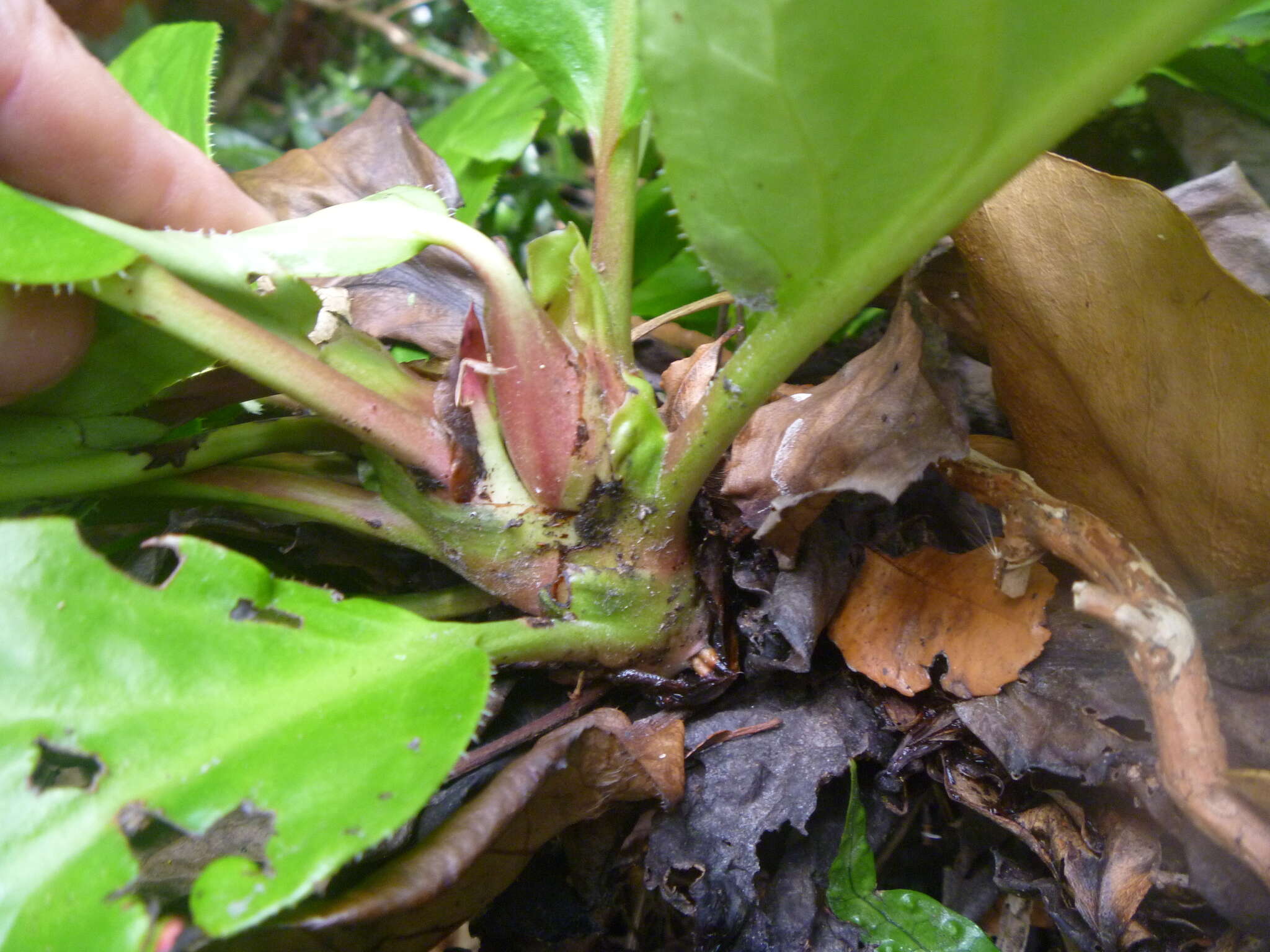 Image of Bergenia Moench