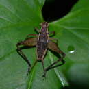 Image of Lebinthus bitaeniatus Stål 1877