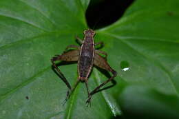 Image of Lebinthus bitaeniatus Stål 1877