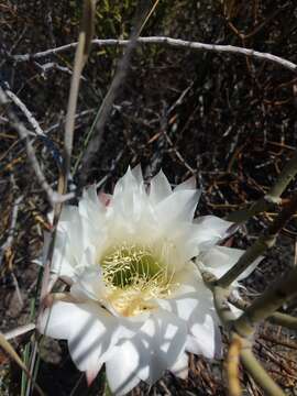 Image of Echinopsis strigosa (Salm-Dyck) H. Friedrich & G. D. Rowley