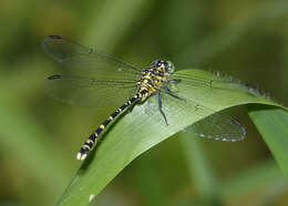 Image of Hemigomphus comitatus (Tillyard 1909)