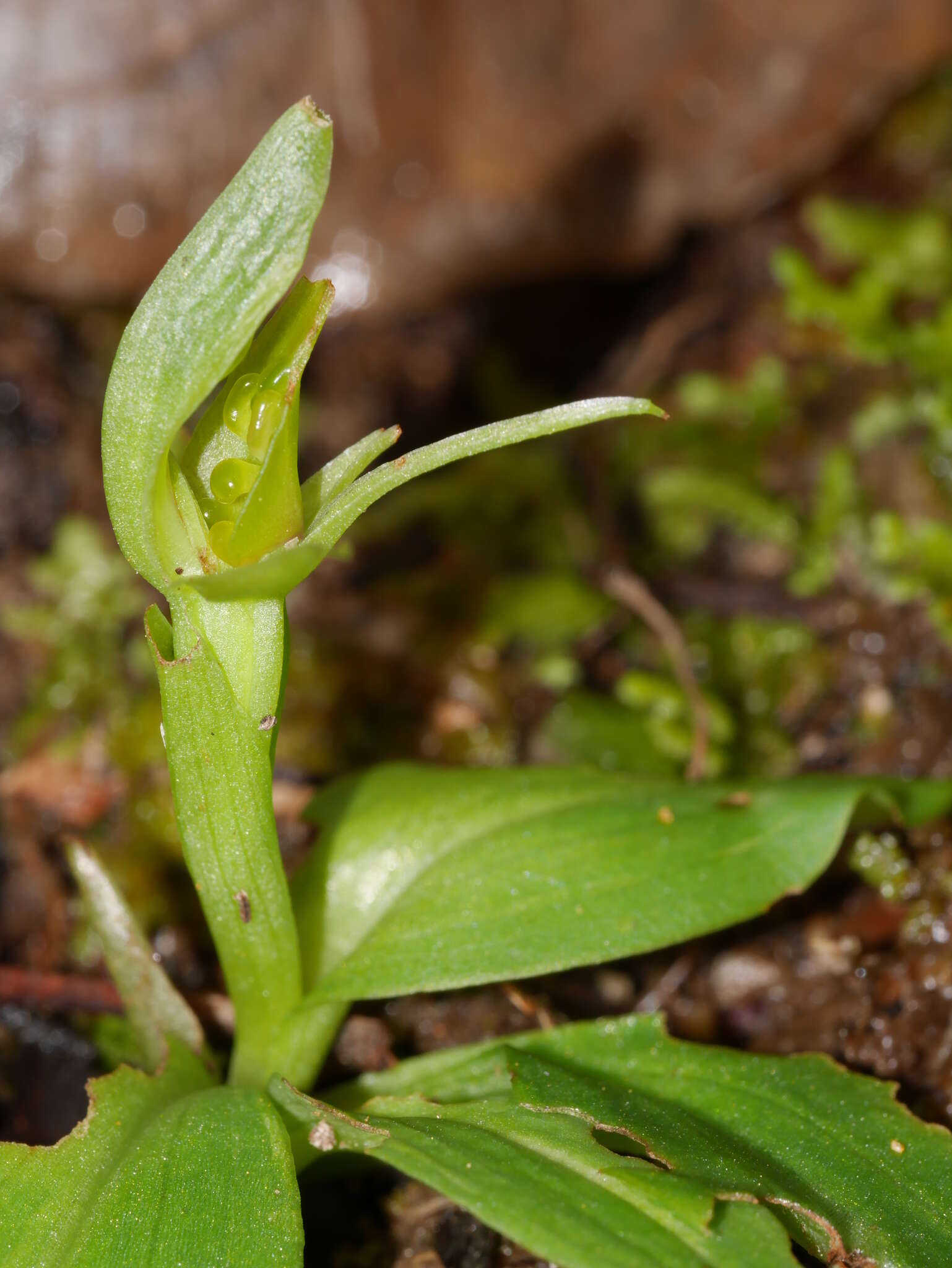 Chiloglottis cornuta Hook. fil. resmi