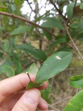 Sivun Ozoroa obovata (Oliv.) R. & A. Fernandes kuva