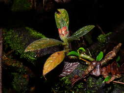 Imagem de Columnea calotricha Donn. Sm.