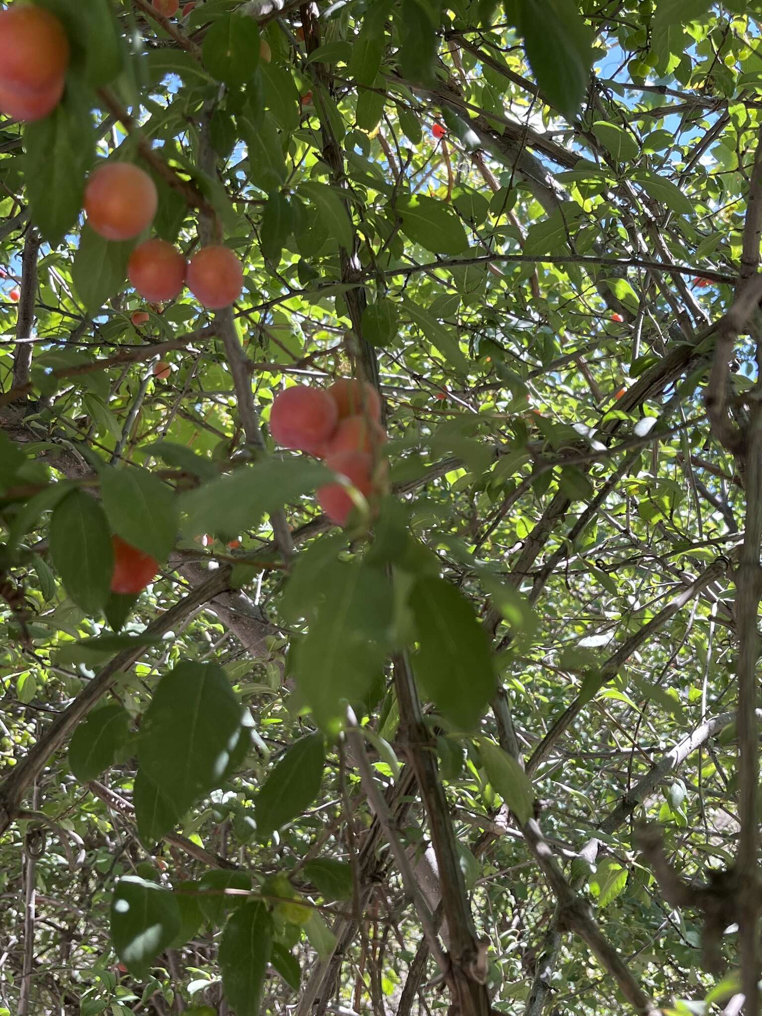 Image of Cherry Plum