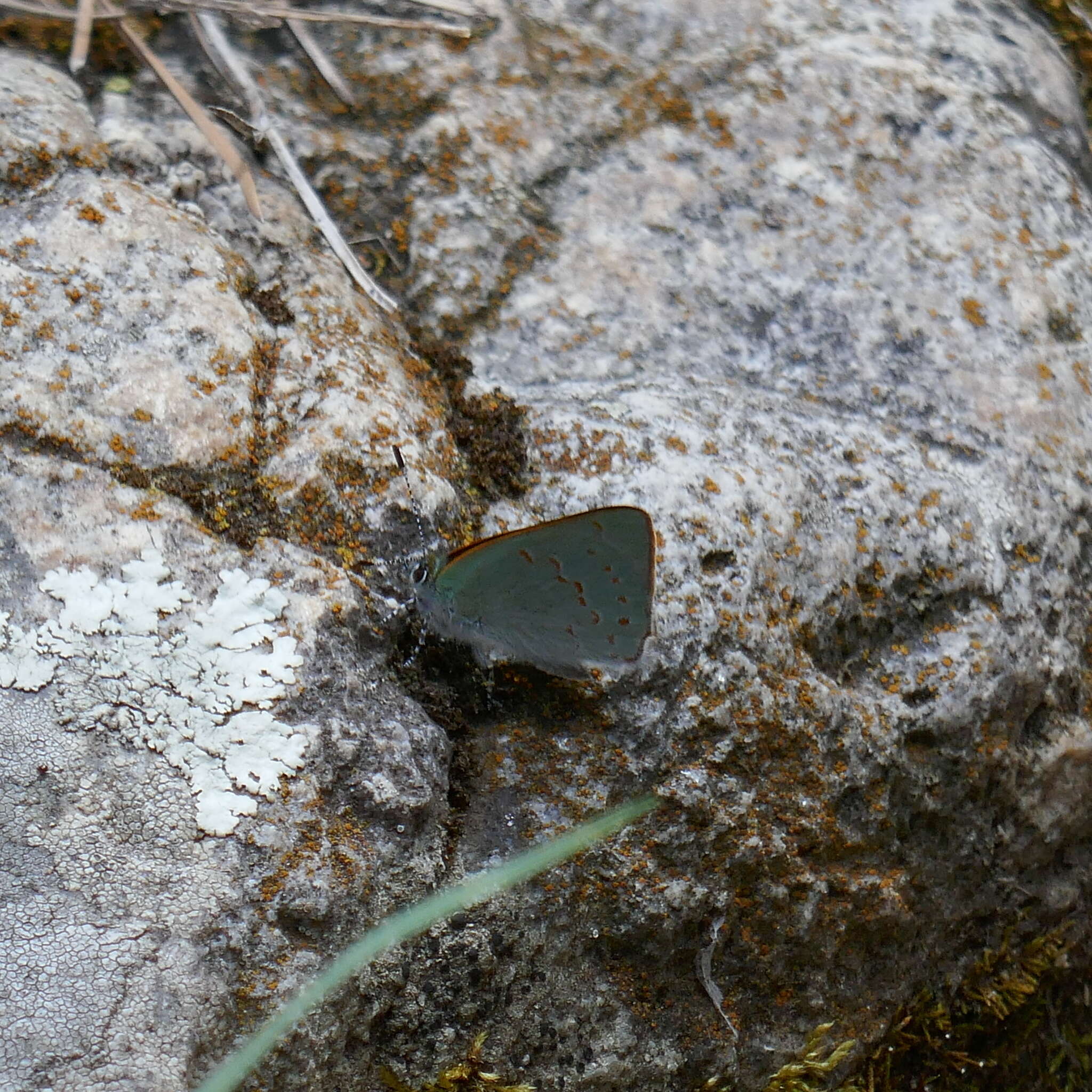 Image of Arizona Hairstreak