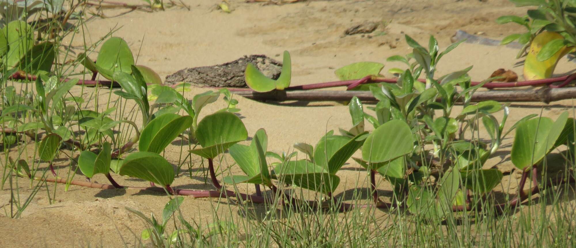 Image of Brazilian bayhops