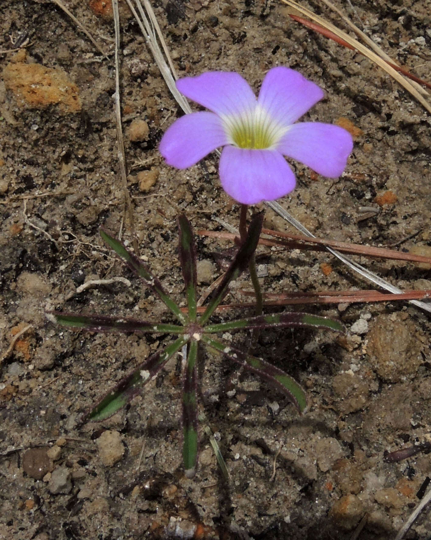 Sivun Oxalis hernandesii kuva